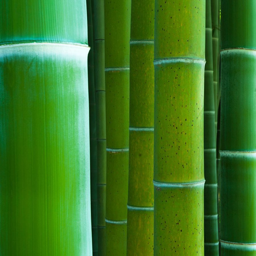 ADJDB Bambous 8 Photo de plusieurs tiges de bambous vertes en gros plan